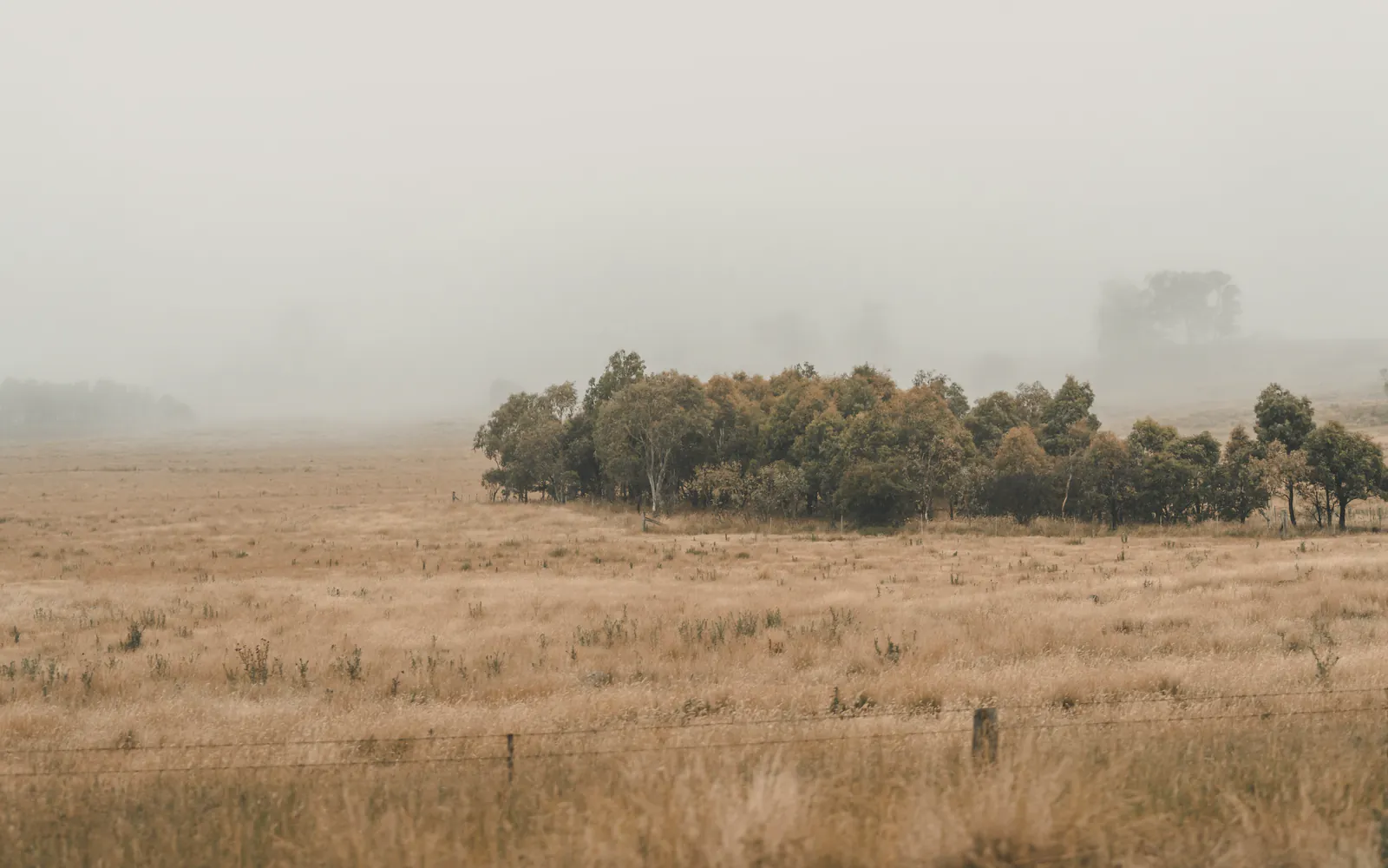 Fog over a dry, golden paddock, a dark stand of gums across the middle and more trees fading into the mist behind