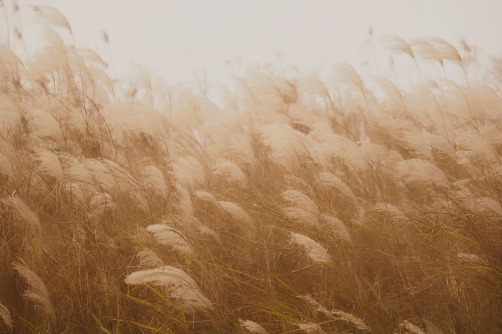 Feathery reed heads in a field, lit from behind in a pale haze