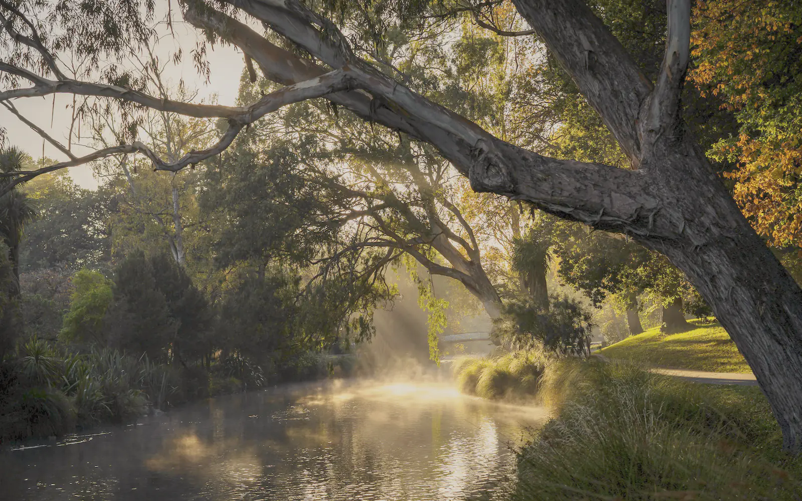 A gum tree leaning over a still river at sunrise, gold mist rising off the water