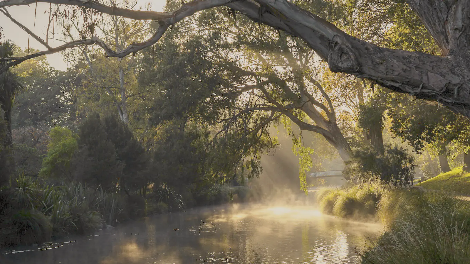 A gum tree leaning over a still river at sunrise, gold mist rising off the water