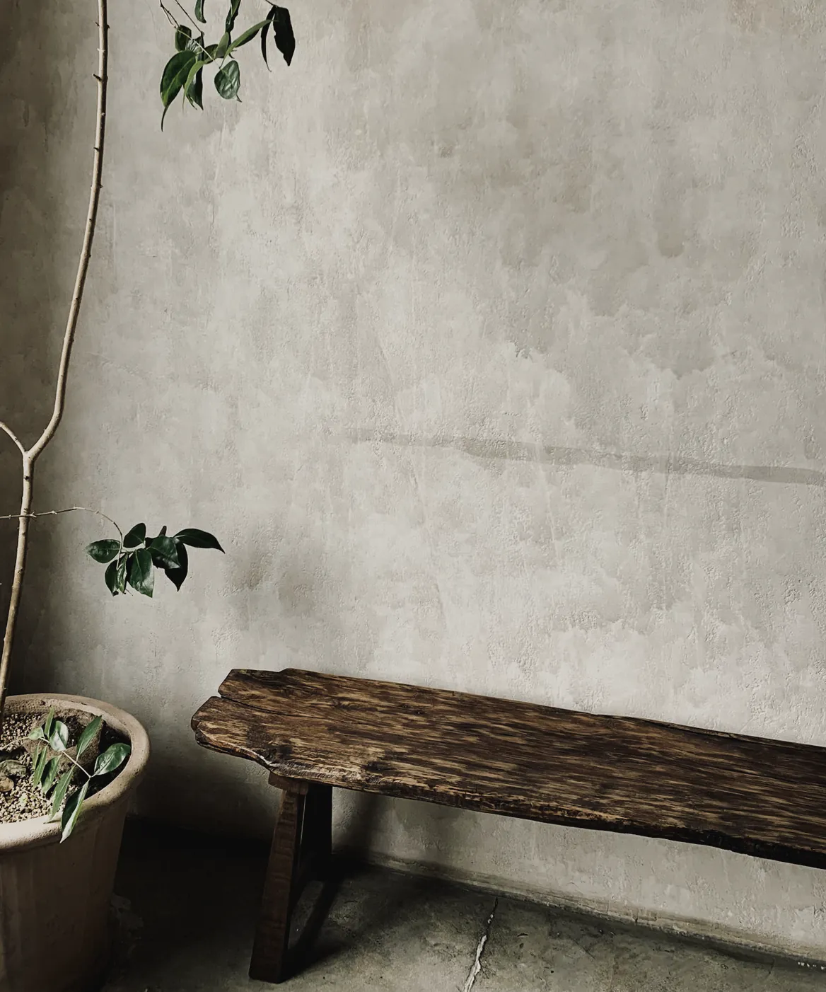 An old timber bench and a young plant against a rough plaster wall