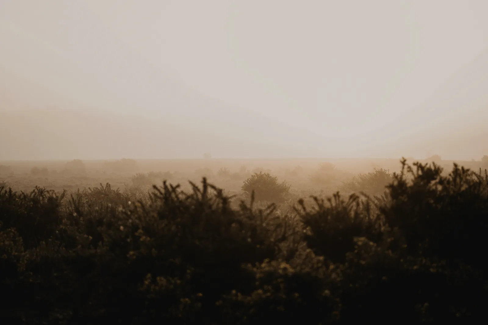Morning mist lying over low heath scrub at sunrise