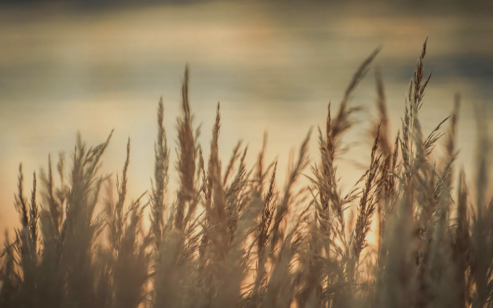 Reed heads against a dusk sky