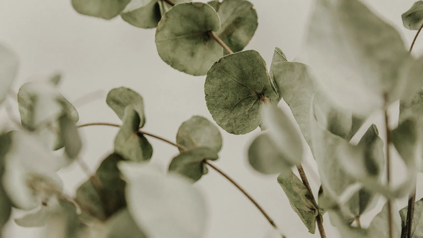 New round eucalyptus leaves in soft light