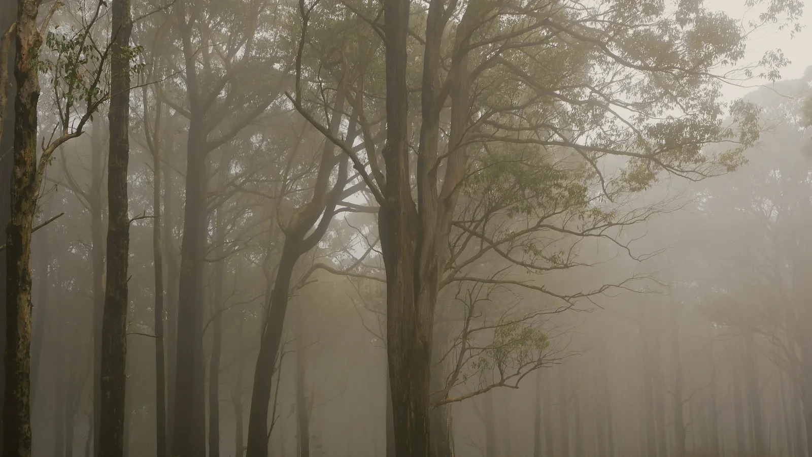 Mist drifting through tall eucalypts in a quiet forest