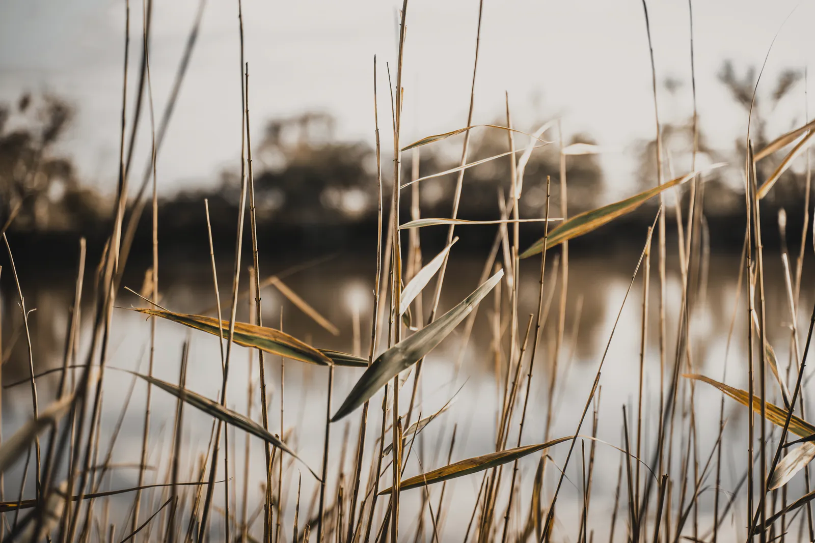 Reeds at the edge of still water, with gum trees on the far bank